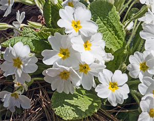 Stängellose Schlüsselblume